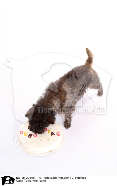 Cairn Terrier mit Torte / Cairn Terrier with cake / JH-20606