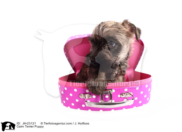 Cairn Terrier Welpe / Cairn Terrier Puppy / JH-23121