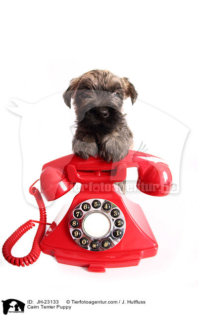 Cairn Terrier Welpe / Cairn Terrier Puppy / JH-23133