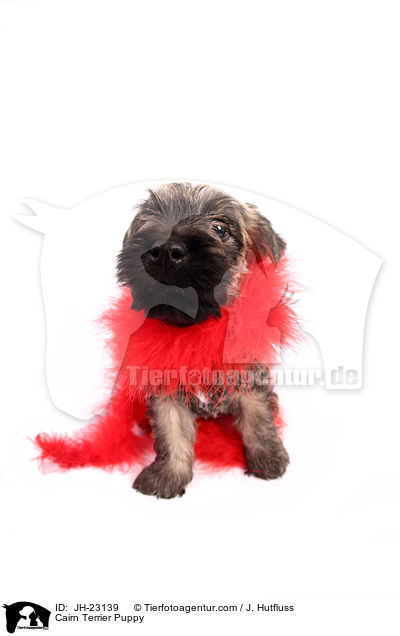 Cairn Terrier Welpe / Cairn Terrier Puppy / JH-23139
