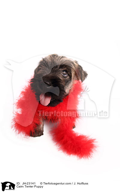 Cairn Terrier Welpe / Cairn Terrier Puppy / JH-23141