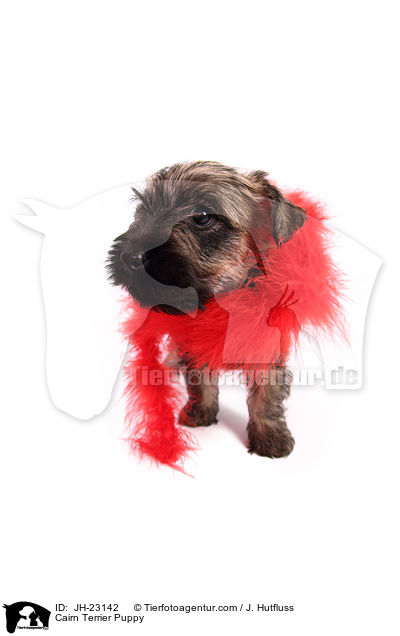 Cairn Terrier Welpe / Cairn Terrier Puppy / JH-23142