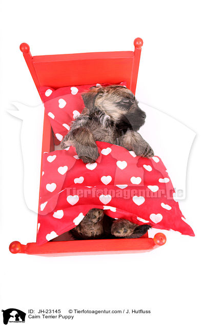 Cairn Terrier Welpe / Cairn Terrier Puppy / JH-23145