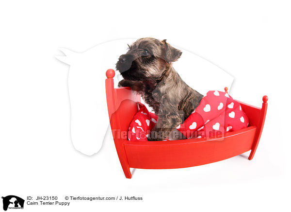 Cairn Terrier Welpe / Cairn Terrier Puppy / JH-23150