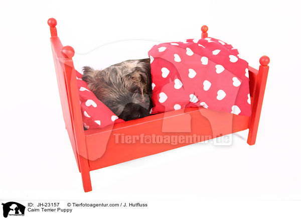 Cairn Terrier Welpe / Cairn Terrier Puppy / JH-23157