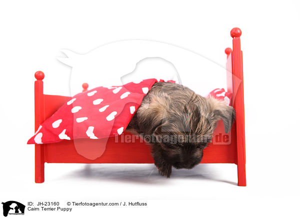 Cairn Terrier Welpe / Cairn Terrier Puppy / JH-23160