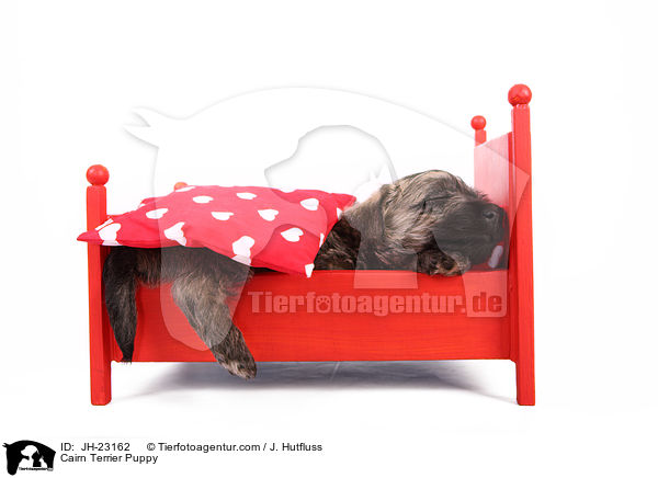 Cairn Terrier Welpe / Cairn Terrier Puppy / JH-23162