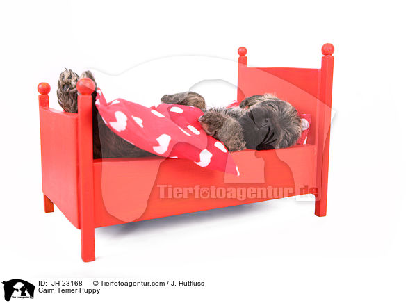 Cairn Terrier Welpe / Cairn Terrier Puppy / JH-23168