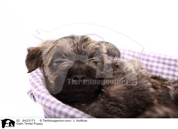 Cairn Terrier Welpe / Cairn Terrier Puppy / JH-23171