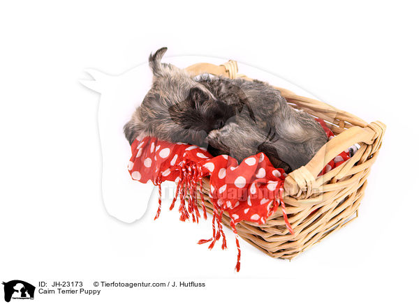 Cairn Terrier Welpe / Cairn Terrier Puppy / JH-23173
