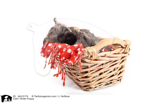 Cairn Terrier Welpe / Cairn Terrier Puppy / JH-23174