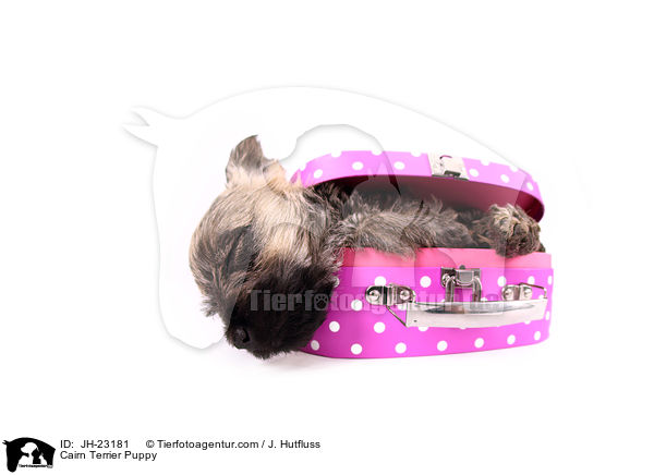 Cairn Terrier Welpe / Cairn Terrier Puppy / JH-23181