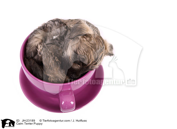 Cairn Terrier Welpe / Cairn Terrier Puppy / JH-23189