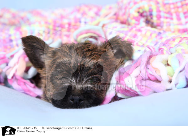 Cairn Terrier Welpe / Cairn Terrier Puppy / JH-23219