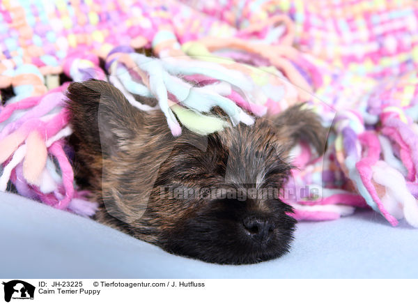 Cairn Terrier Welpe / Cairn Terrier Puppy / JH-23225