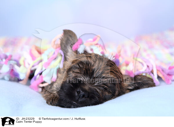 Cairn Terrier Welpe / Cairn Terrier Puppy / JH-23229