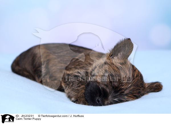 Cairn Terrier Welpe / Cairn Terrier Puppy / JH-23231