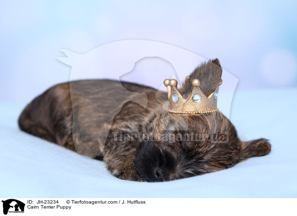 Cairn Terrier Welpe / Cairn Terrier Puppy / JH-23234