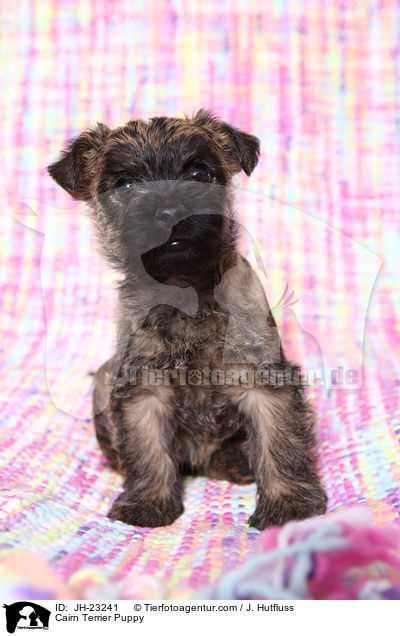 Cairn Terrier Welpe / Cairn Terrier Puppy / JH-23241