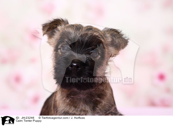 Cairn Terrier Puppy / JH-23246