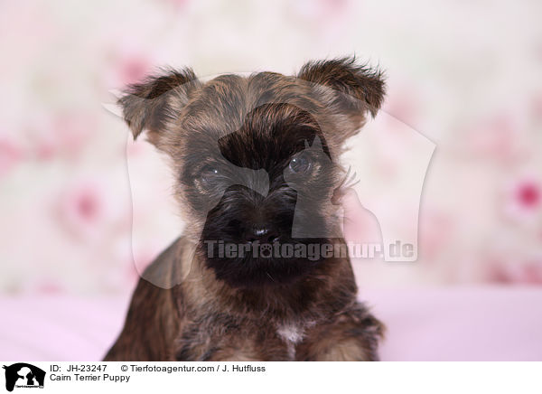 Cairn Terrier Welpe / Cairn Terrier Puppy / JH-23247