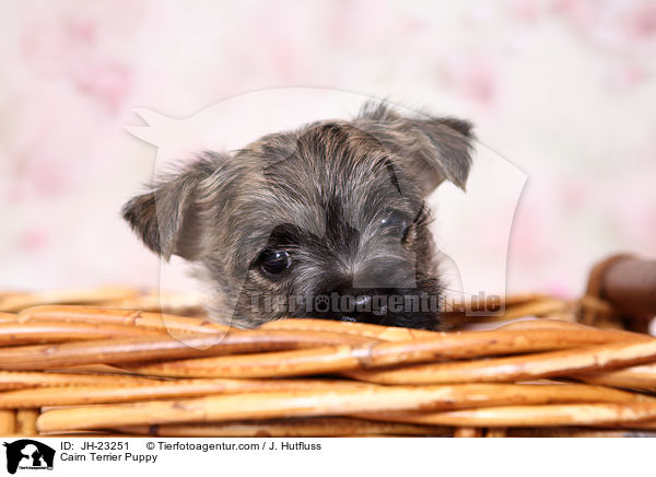 Cairn Terrier Welpe / Cairn Terrier Puppy / JH-23251