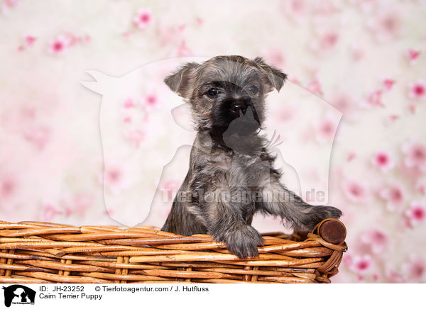 Cairn Terrier Welpe / Cairn Terrier Puppy / JH-23252
