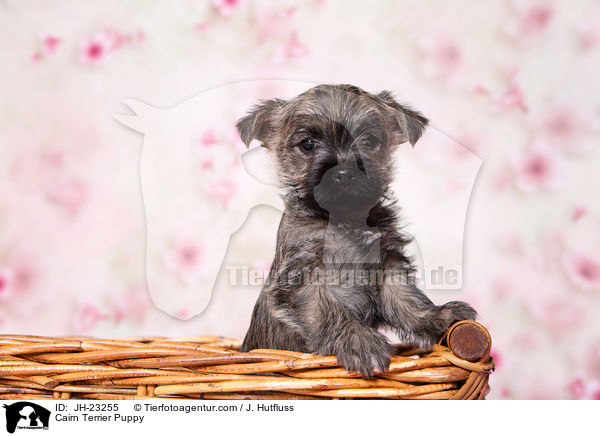 Cairn Terrier Welpe / Cairn Terrier Puppy / JH-23255