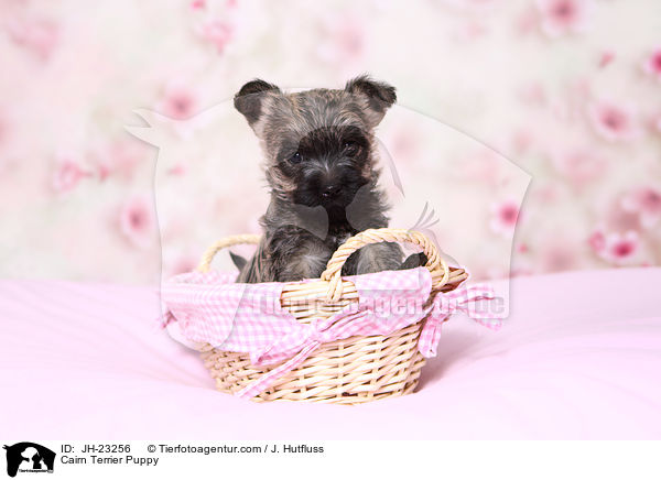 Cairn Terrier Puppy / JH-23256