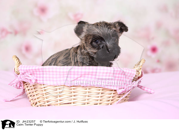 Cairn Terrier Welpe / Cairn Terrier Puppy / JH-23257