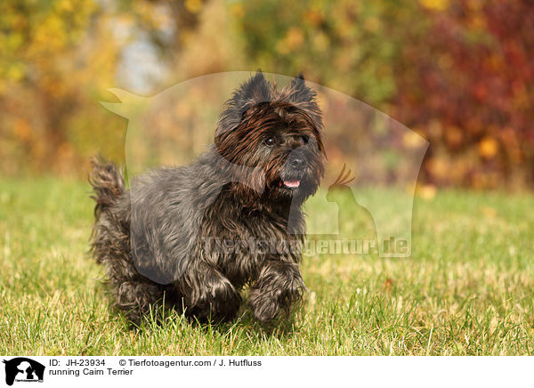 rennender Cairn Terrier / running Cairn Terrier / JH-23934