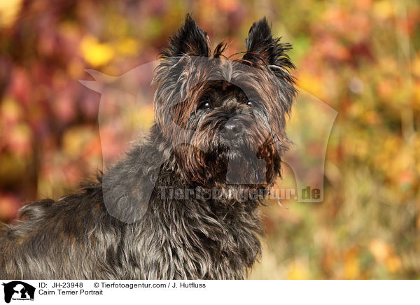 Cairn Terrier Portrait / Cairn Terrier Portrait / JH-23948