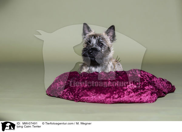 liegender Cairn Terrier / lying Cairn Terrier / MW-07491