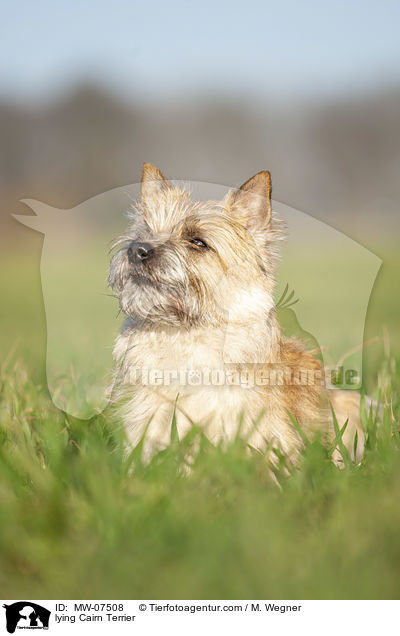 liegender Cairn Terrier / lying Cairn Terrier / MW-07508