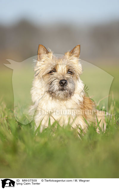 liegender Cairn Terrier / lying Cairn Terrier / MW-07509