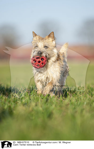 Cairn Terrier retrieves Ball / MW-07510