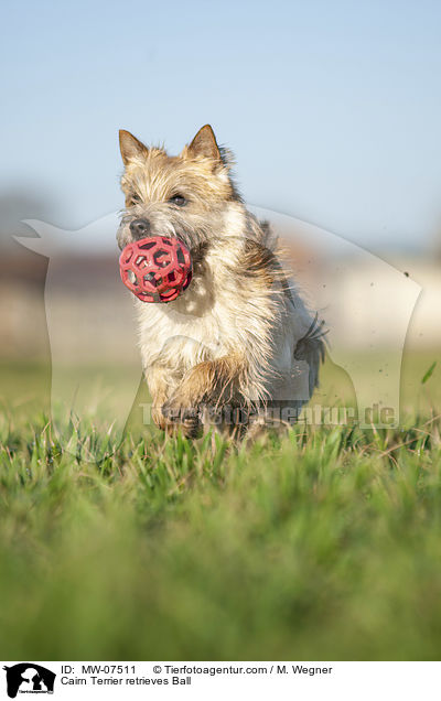 Cairn Terrier retrieves Ball / MW-07511