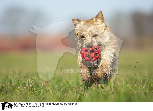 Cairn Terrier apportiert Ball / Cairn Terrier retrieves Ball / MW-07514