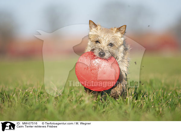 Cairn Terrier retrieves Frisbee / MW-07516