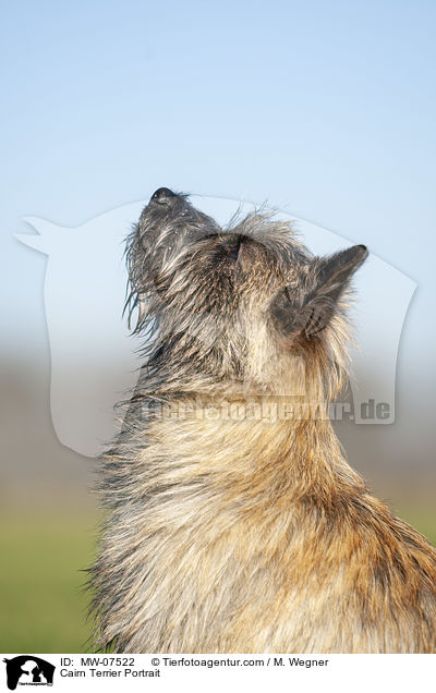 Cairn Terrier Portrait / MW-07522