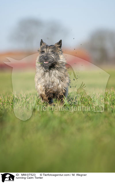 running Cairn Terrier / MW-07523