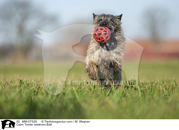 Cairn Terrier retrieves Ball / MW-07526