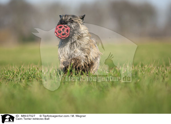 Cairn Terrier retrieves Ball / MW-07527