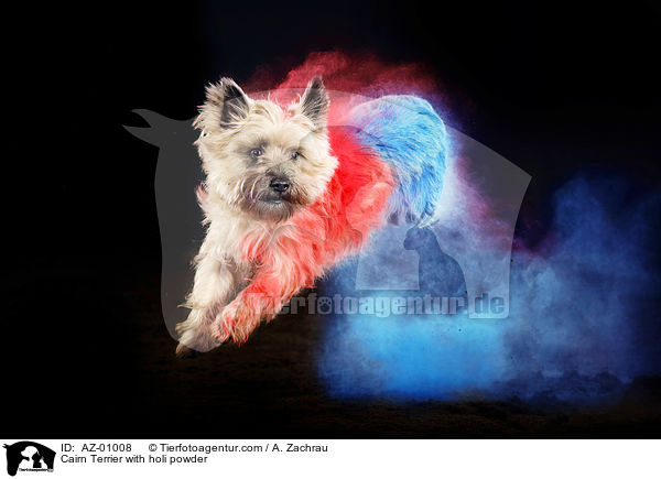 Cairn Terrier with holi powder / AZ-01008
