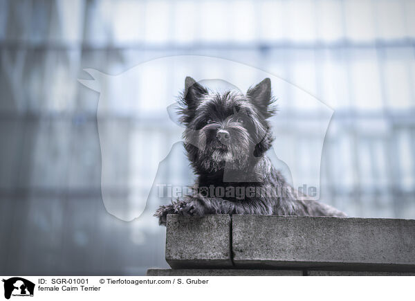 female Cairn Terrier / SGR-01001