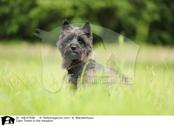Cairn Terrier in the meadow / KB-07596