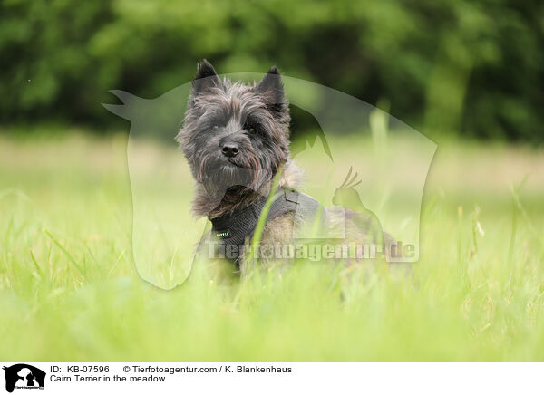 Cairn Terrier auf der Wiese / Cairn Terrier in the meadow / KB-07596