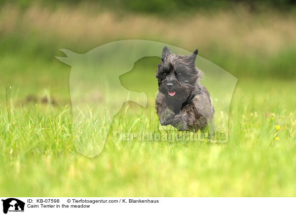 Cairn Terrier auf der Wiese / Cairn Terrier in the meadow / KB-07598