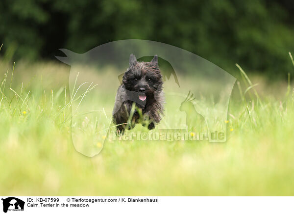 Cairn Terrier auf der Wiese / Cairn Terrier in the meadow / KB-07599