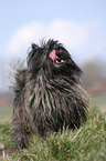 Cairn Terrier on meadow